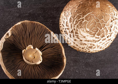 Gruppo di due intere fresche funghi marrone portobello vista ventrale flatlay sulla pietra grigia Foto Stock