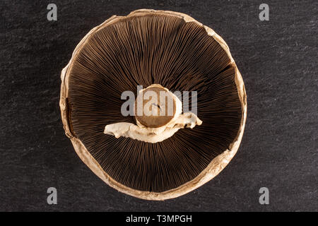 Uno fresco intero fungo marrone portobello vista ventrale flatlay sulla pietra grigia Foto Stock