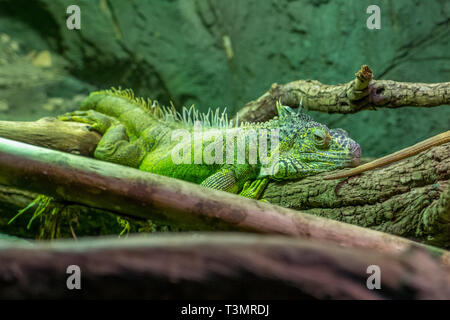 Iguana verde giacente sul ramo, mimetizzata Foto Stock