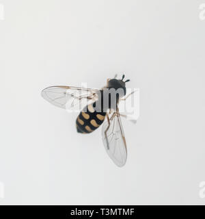 Hoverfly (Syrphus ribesii) imita una vespa nel colore e nella forma su sfondo bianco Foto Stock