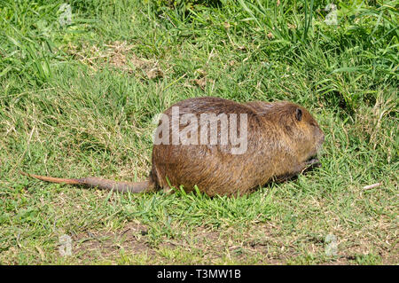 Coypu o nutria (Myocastor coypus) sulla terra. Fotografato in Israele, Hula Valley in Marzo Foto Stock