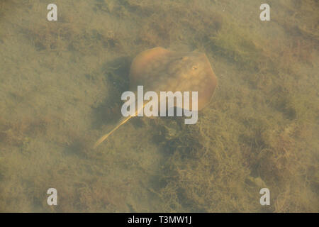 Piccolo stingray nuota in un canale poco profondo a preservare la natura Foto Stock