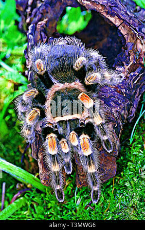 Rossa messicana Tarantula del ginocchio (Brachypelma smithi) Foto Stock