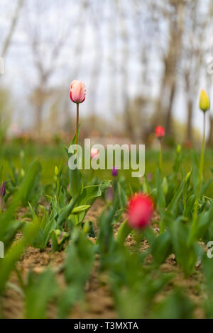 I tulipani blossom su sfondo blured. Messa a fuoco selettiva, vintage tonica foto Foto Stock