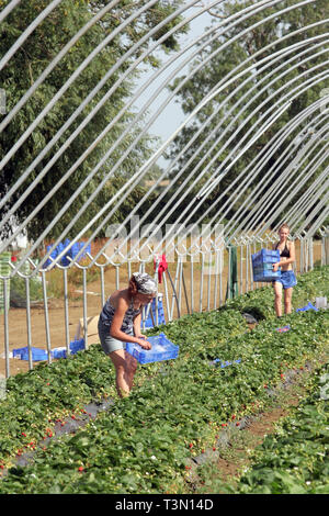 I lavoratori migranti polacchi la raccolta di fragole in Bretforton. Il personale di fusione 06/09/2005 Foto Stock