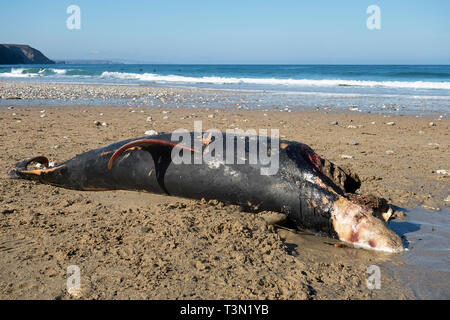 Delfino morto lavato fino sulla spiaggia di porthtowan, Cornwall, Inghilterra, Regno Unito. Foto Stock