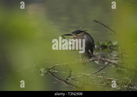 Verde-backed heron nel Parco Nazionale di Keoladeo, Rajasthan Foto Stock