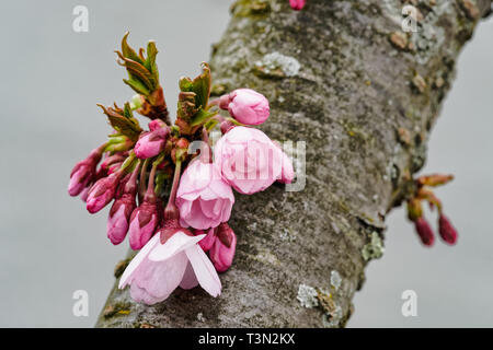 Close up di fiori ciliegio spuntano dal tronco dell'albero. Fiori Ciliegio simboleggiano l'impermanenza della vita e il concetto di mono n. consapevole Foto Stock