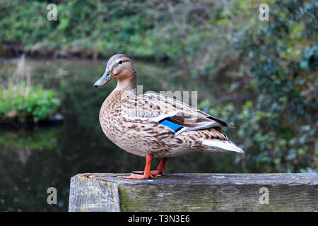 Close-up di una femmina di Mallard duck (Anas platyrhynchos) in piedi su una staccionata in legno da un laghetto, apparendo a guardare la fotocamera Foto Stock