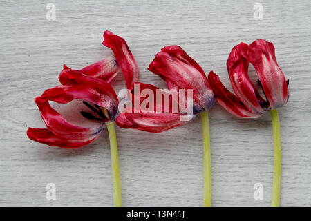 Cinque tulipani sbiadita su grigio finto legno sfondo. I fiori sono presto tutti morti Foto Stock