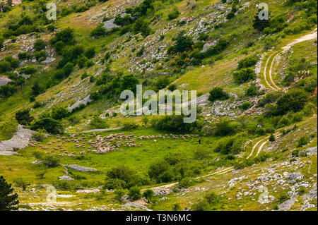 Gregge di pecore in pascoli di montagna. Abruzzo Foto Stock