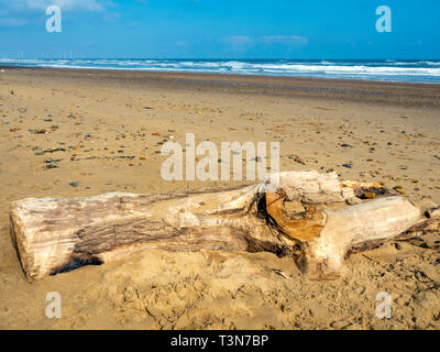 Un grande pezzo di driftwood, parte di una struttura ad albero che giace su di una larga spiaggia di sabbia sul North Yorkshire Coast con lontana fattoria eolica Foto Stock