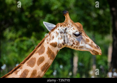 Close-up del Kordofan giraffe o Giraffa camelopardalis antiquorum noto anche come centrale di una giraffa africana Foto Stock