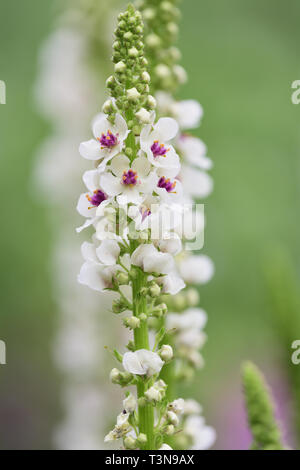 Close up di foglia di ortica mullein (Molène chaixii) in fiore Foto Stock