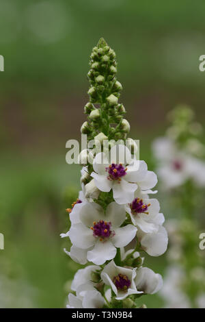 Close up di foglia di ortica mullein (Molène chaixii) in fiore Foto Stock