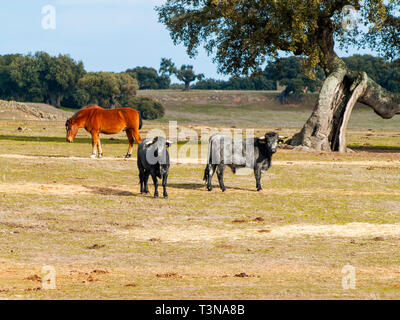 Cavalli e vacche di razza morucha pascolare insieme nella dehesa a Salamanca (Spagna). Ecologico di ampio concetto di bestiame. Foto Stock