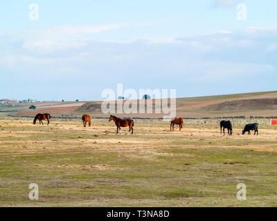 Cavalli e vacche di razza morucha pascolare insieme nella dehesa a Salamanca (Spagna). Ecologico di ampio concetto di bestiame. Foto Stock