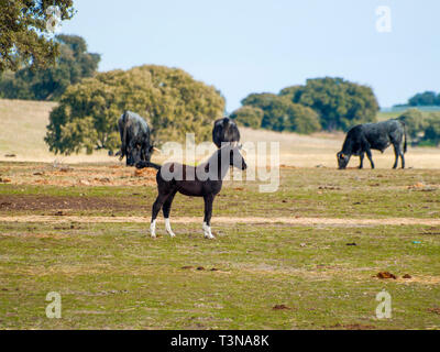 Cavalli e vacche di razza morucha pascolare insieme nella dehesa a Salamanca (Spagna). Ecologico di ampio concetto di bestiame. Foto Stock