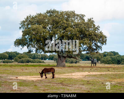 Asino e vacche di razza morucha pascolare insieme nella dehesa a Salamanca (Spagna). Ecologico di ampio concetto di bestiame. Foto Stock
