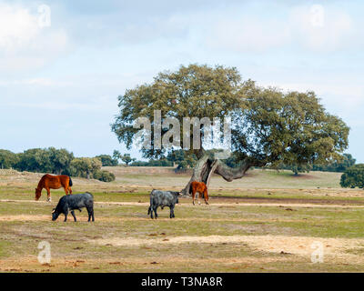 Cavalli e vacche di razza morucha pascolare insieme nella dehesa a Salamanca (Spagna). Ecologico di ampio concetto di bestiame. Foto Stock