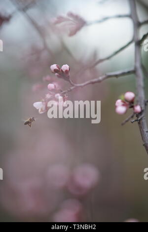 Fioritura albicocca albero nel giardino di primavera. Succursali di close-up con bellissimo bokeh di fondo. Foto Stock