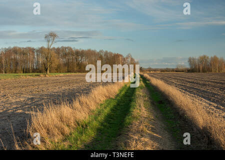 Strada sterrata con erba attraverso campi arati, un ceduo con alberi senza foglie e nuvole su un cielo blu Foto Stock