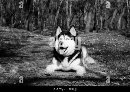 Un cane Husky ride e mostra la linguetta, lieta Malamute risiede nella foresta sul terreno e guarda in alto. Foto Stock