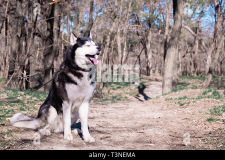 Un simpatico cane Husky ride e mostra la lingua, un astuto cane con gli occhi chiusi, un piacere un malamute siede sulla terra nella foresta, l'esecuzione di un Foto Stock