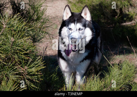 Husky cane è permanente e che mostra la linguetta. Parco di conifere foresta, cacciatore, una fame wild Wolf. Foto Stock