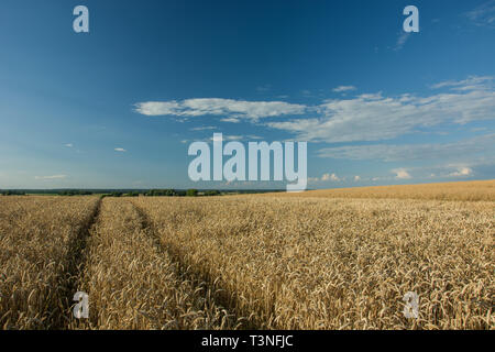 Percorso tecnologico attraverso un campo di grano, Horizon e nuvole bianche su un cielo blu Foto Stock