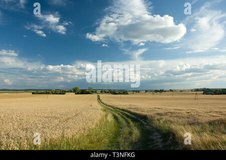 Lungo la strada attraverso un campo di grano, alberi all'orizzonte e cielo blu Foto Stock