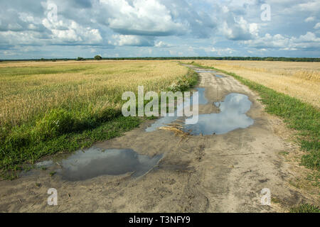 Pozzanghere dopo la pioggia su una strada rurale attraverso i campi di grano Foto Stock