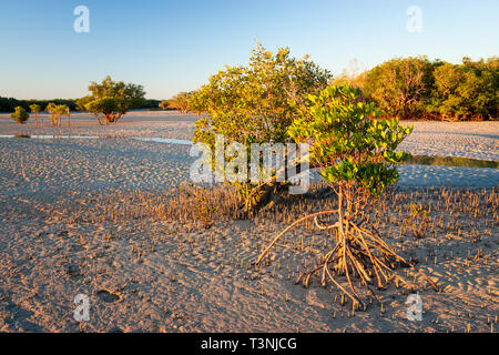 Mangrovie che crescono su sabbia piane di marea porto Smith Western Australia Foto Stock