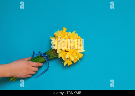 Il daffodils giallo nella femmina mano su uno sfondo blu Foto Stock