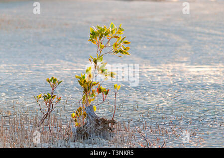Giovani mangrovie che crescono su sabbia piane di marea porto Smith Western Australia Foto Stock