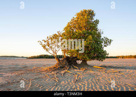 Mangrovie che crescono su sabbia piane di marea porto Smith Western Australia Foto Stock