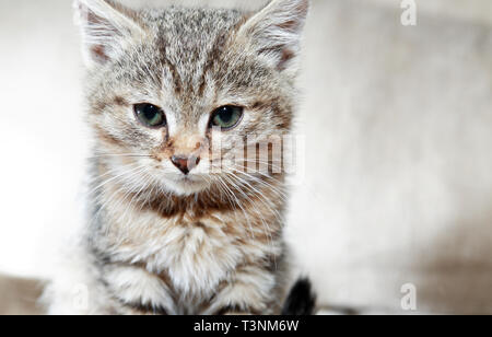 Kitty ritratto. Primo piano di Nizza piccolo grigio kitty face Foto Stock