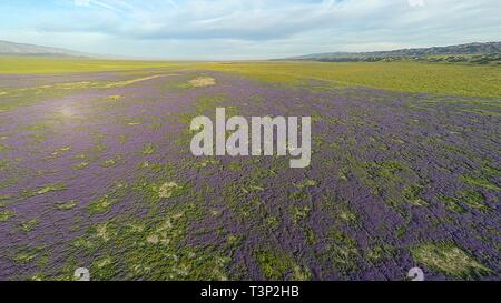 San Luis Obispo County, California, Stati Uniti d'America. 10 Aprile, 2019. Coperchio di fiori di campo normalmente colline sterili di Carrizo Plain monumento nazionale durante il super bloom Aprile 10, 2019 in San Luis Obispo County, California. Dopo diverse settimane di un sorprendente display super bloom è atteso a svanire come le temperature cominciano a salire nella regione. Credito: Planetpix/Alamy Live News Foto Stock