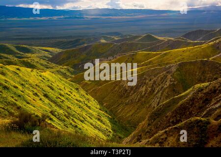 San Luis Obispo County, California, Stati Uniti d'America. 10 Aprile, 2019. Masse di fiori selvatici coprono normalmente colline sterili di Carrizo Plain monumento nazionale durante il super bloom Aprile 10, 2019 in San Luis Obispo County, California. Dopo diverse settimane di un sorprendente display super bloom è atteso a svanire come le temperature cominciano a salire nella regione. Credito: Planetpix/Alamy Live News Foto Stock