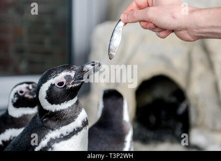 Wilhelmshaven, Germania. Xi Apr, 2019. Un detentore di animali alimenta un pesce per i pinguini di Magellano Berti nel suo contenitore in Wilhelmshaven Acquario. La riprogettata enclosure penguin sarà una reminiscenza di un piccolo pezzo di America del sud e offrono i sei pinguini di Magellano una nuova casa. Credito: Hauke-Christian Dittrich/dpa/Alamy Live News Foto Stock