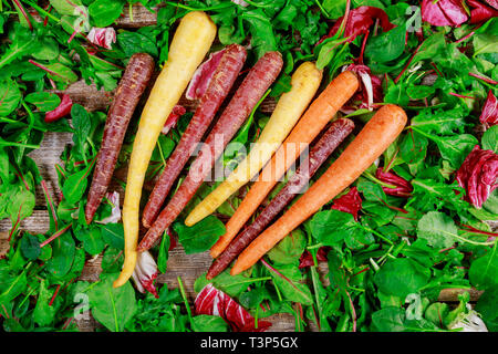 Multicolore colorato arancione, viola, rosso carote a mescolare le foglie fresche insalata di lattuga Foto Stock