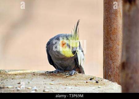 Grigio Nymphicus Cockatiel Hollandicuson seduta sul registro di legno Foto Stock