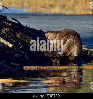 Un castoro selvatico (Castor canadensis); salendo sul piede fangosi del suo beaver casa in beaver pond a Hinton Alberta Canada. Foto Stock