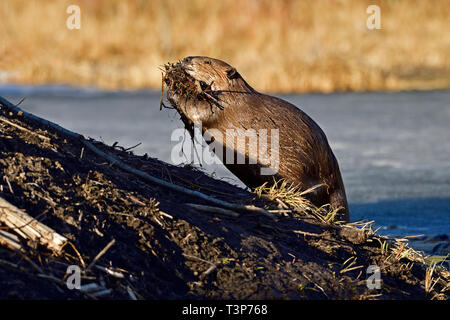 Un castoro selvatico (Castor canadensis); scalata verso il lato della sua beaver house con un armload di bastoni e fango in beaver pond a Hinton Alberta può Foto Stock