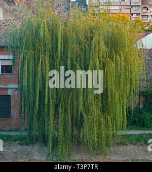 Grande albero di salice di fronte a una casa Foto Stock