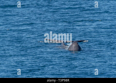 Capodoglio (Physeter macrocephalus) nuoto verso la fotocamera sulla superficie del mare di Cortez (Golfo di California) con la testa e la coda visibili. Foto Stock