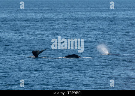 Tre i capodogli (Physeter macrocephalus) sulla superficie con la coda, di colpo e torna visibile nel mare di Cortez (Baia della California). Foto Stock