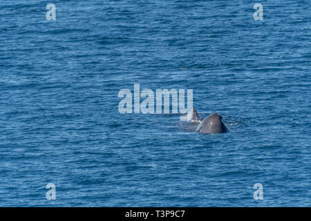 Capodoglio (Physeter macrocephalus) nuoto verso la fotocamera sulla superficie del mare di Cortez (Golfo di California) con la testa e la coda visibili. Foto Stock