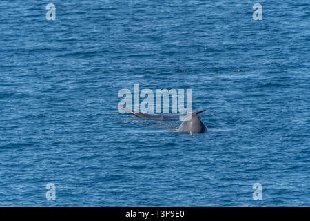 Capodoglio (Physeter macrocephalus) nuoto verso la fotocamera sulla superficie del mare di Cortez (Golfo di California) con la testa e la coda visibili. Foto Stock