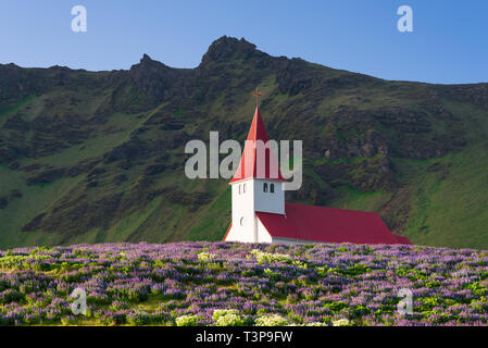 Chiesa su di una collina nella città di Vik. Famoso e popolare attrazione turistica di Islanda. Radura di Fiori di lupino Foto Stock